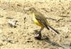 Yellow Wagtail