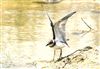 Little Ringed Plover