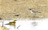 Little Ringed Plover