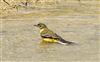 Yellow Wagtail