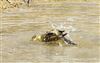 Yellow Wagtail