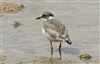 Little Ringed Plover