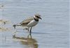 Little Ringed Plover
