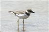 Little Ringed Plover