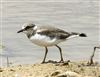 Little Ringed Plover