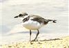 Little Ringed Plover
