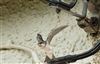 House Martin