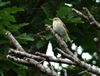 Chiffchaff