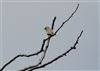 Greenfinch
