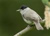 Blackcap
