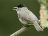 Blackcap