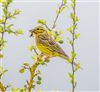 Yellowhammer