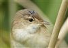 Reed Warbler