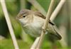 Reed Warbler