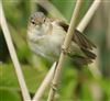 Reed Warbler