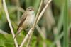 Reed Warbler