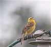 Yellowhammer