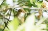 Reed Warbler