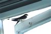 House Martin