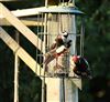 Great Spotted Woodpecker