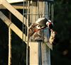 Great Spotted Woodpecker