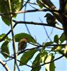 Common Crossbill