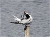 Common Tern