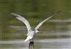 Common Tern