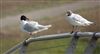 Mediterranean Gull