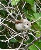 Whitethroat