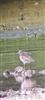 Wood Sandpiper
