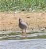 Redshank