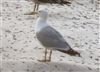 Yellow-legged Gull