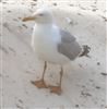 Yellow-legged Gull