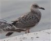 Yellow-legged Gull