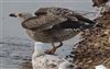 Yellow-legged Gull