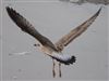 Yellow-legged Gull