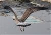 Yellow-legged Gull