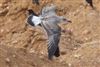 Yellow-legged Gull
