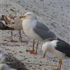 Yellow-legged Gull