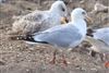 Herring Gull