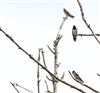 Swallow
