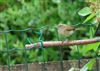 Chiffchaff