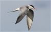 Common Tern