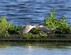 Common Tern