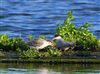 Common Tern