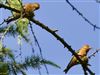 Common Crossbill