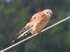 Kestrel