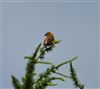 Common Crossbill