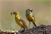 Yellow Wagtail